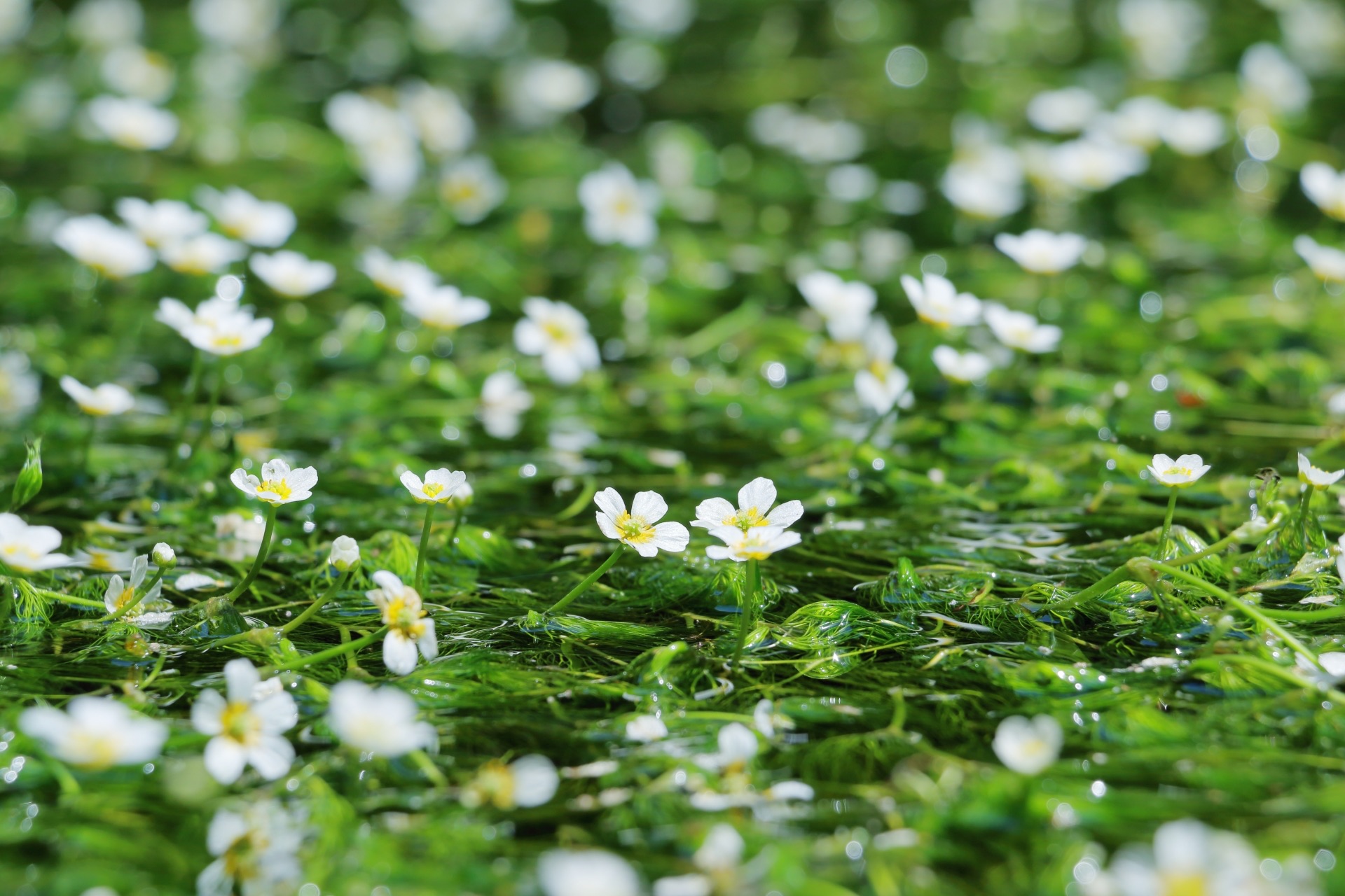 澄んだ地蔵川の流れの中で白い花を咲かせる梅花藻