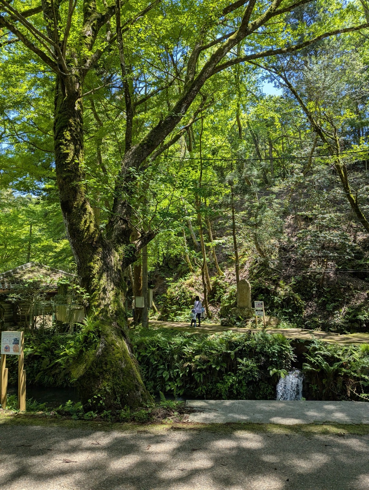 苔むす大樹と水の流れがある醒井養鱒場の森