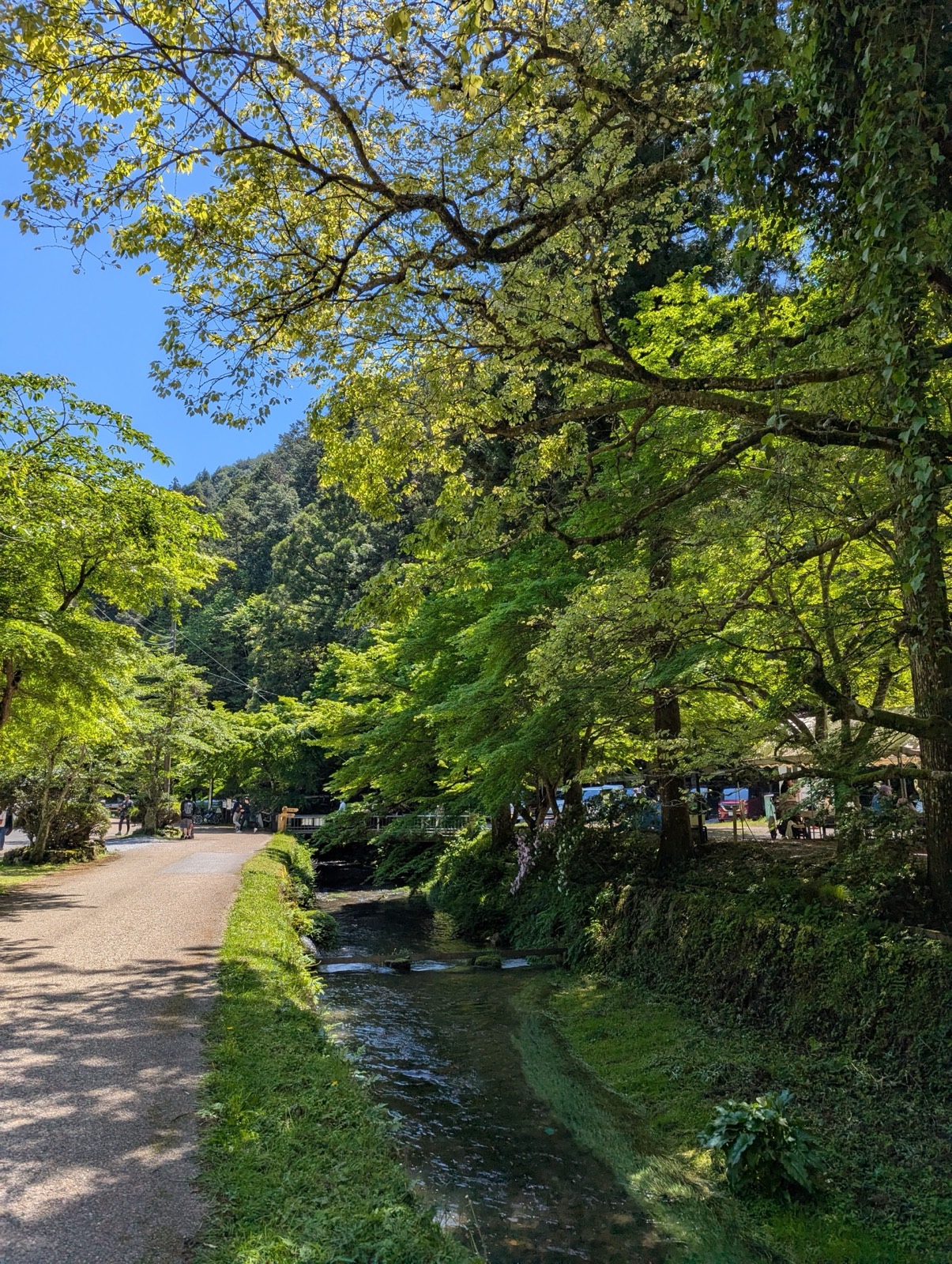 木立と水路に沿って続く醒井養鱒場の小径