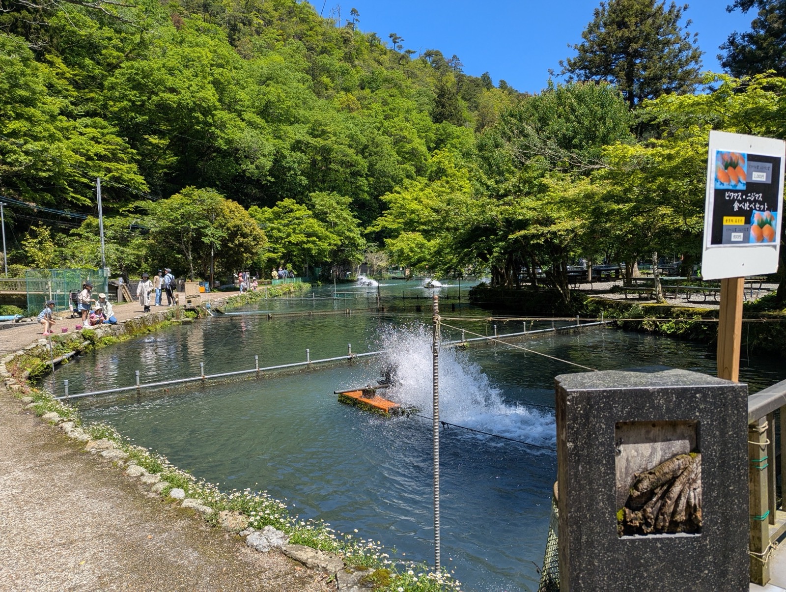 山の緑を背景に並ぶ醒井養鱒場の池
