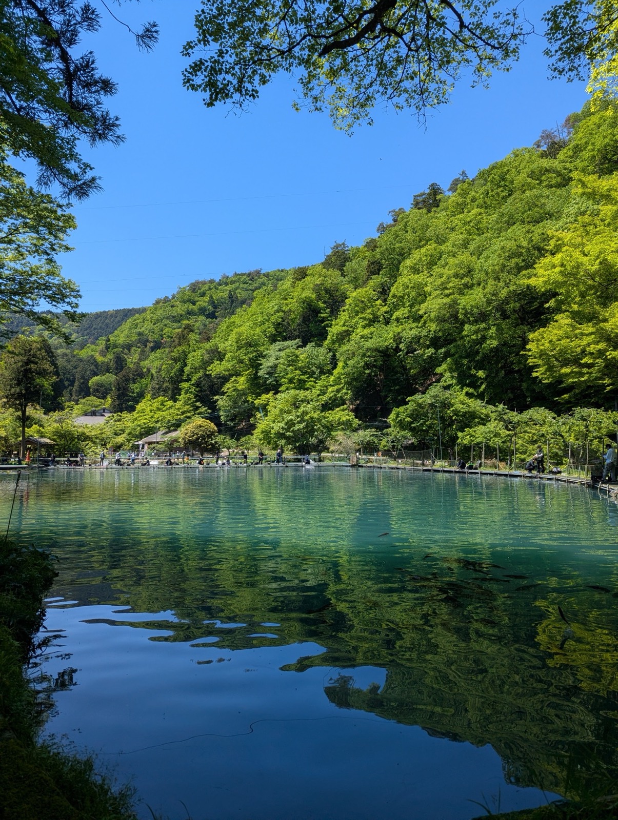 青空と山の緑を映す醒井養鱒場の池