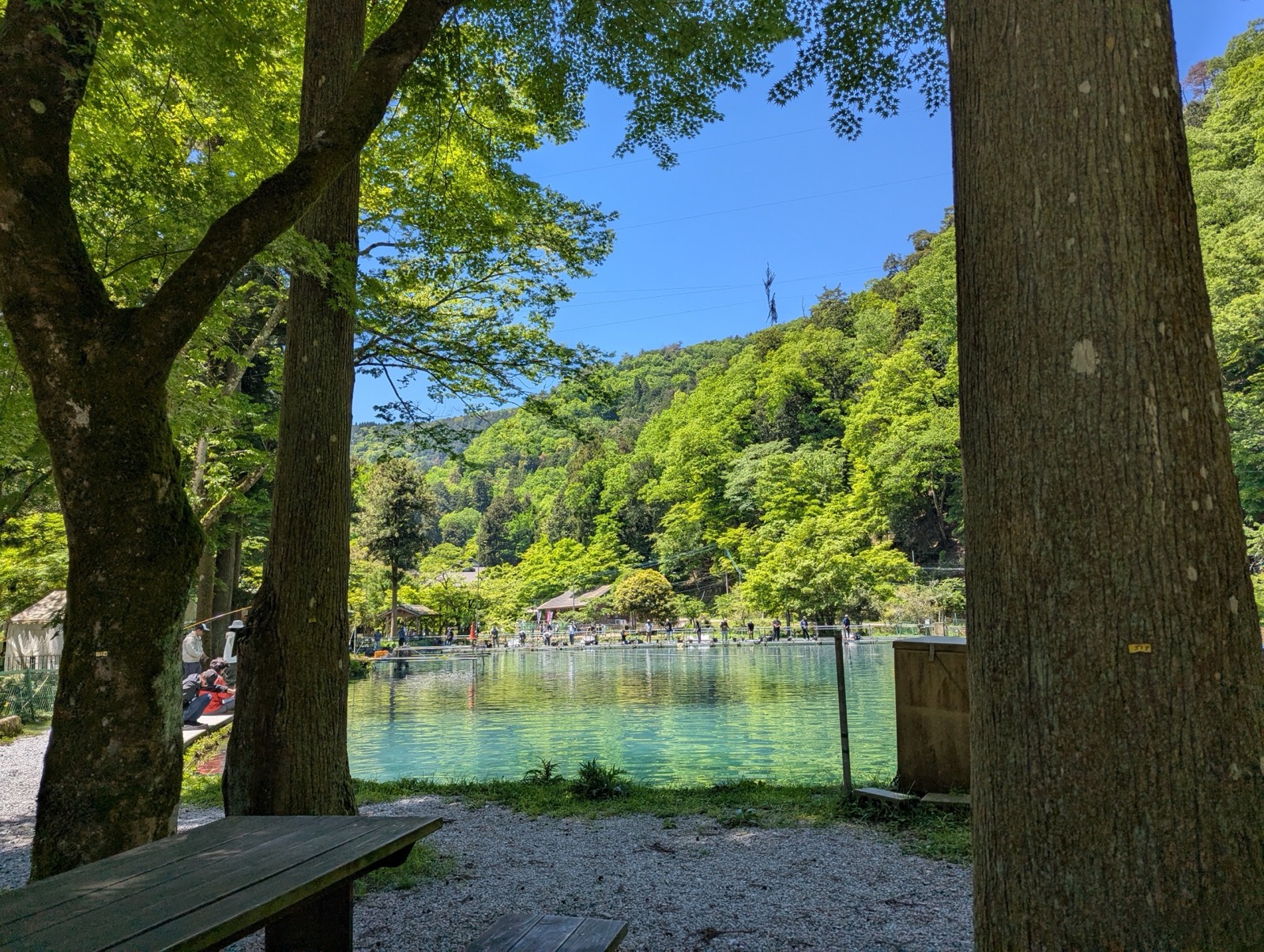 大きな木々の間から見える青緑色の池