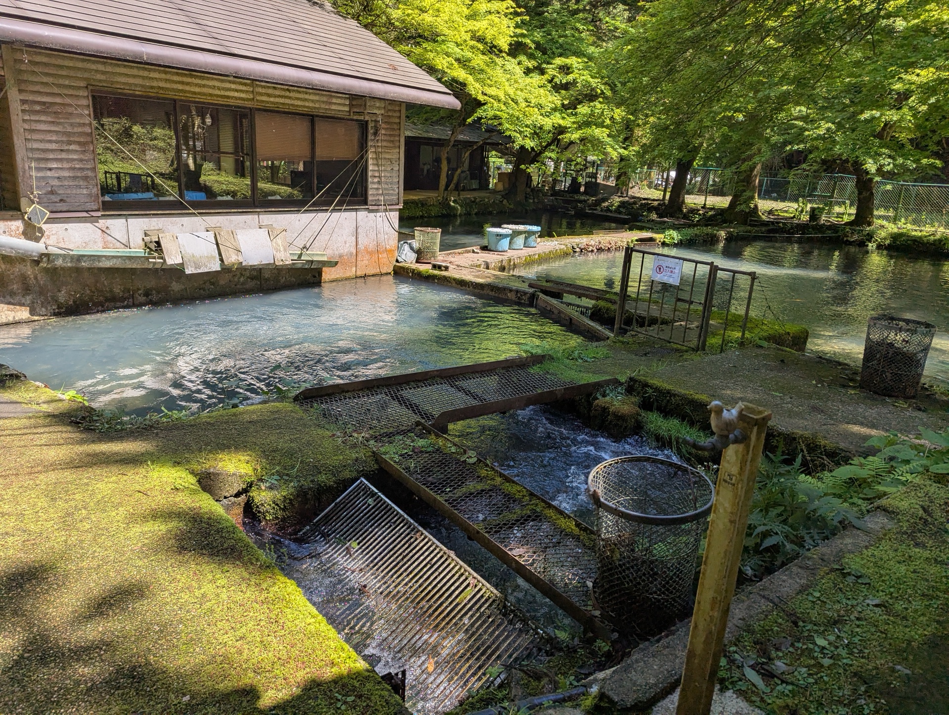 湧水が流れ込む醒井養鱒場の養魚池