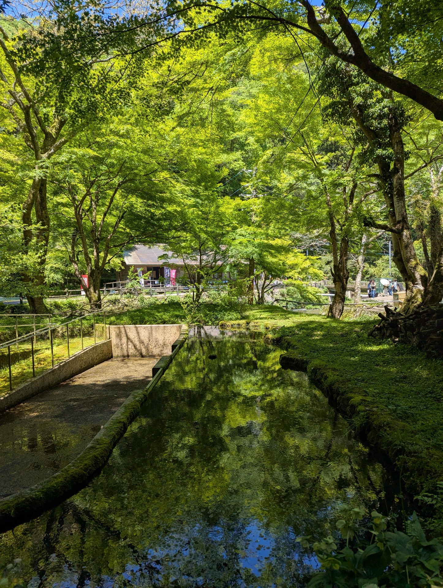 木々と水面を映す醒井養鱒場の静かな水路