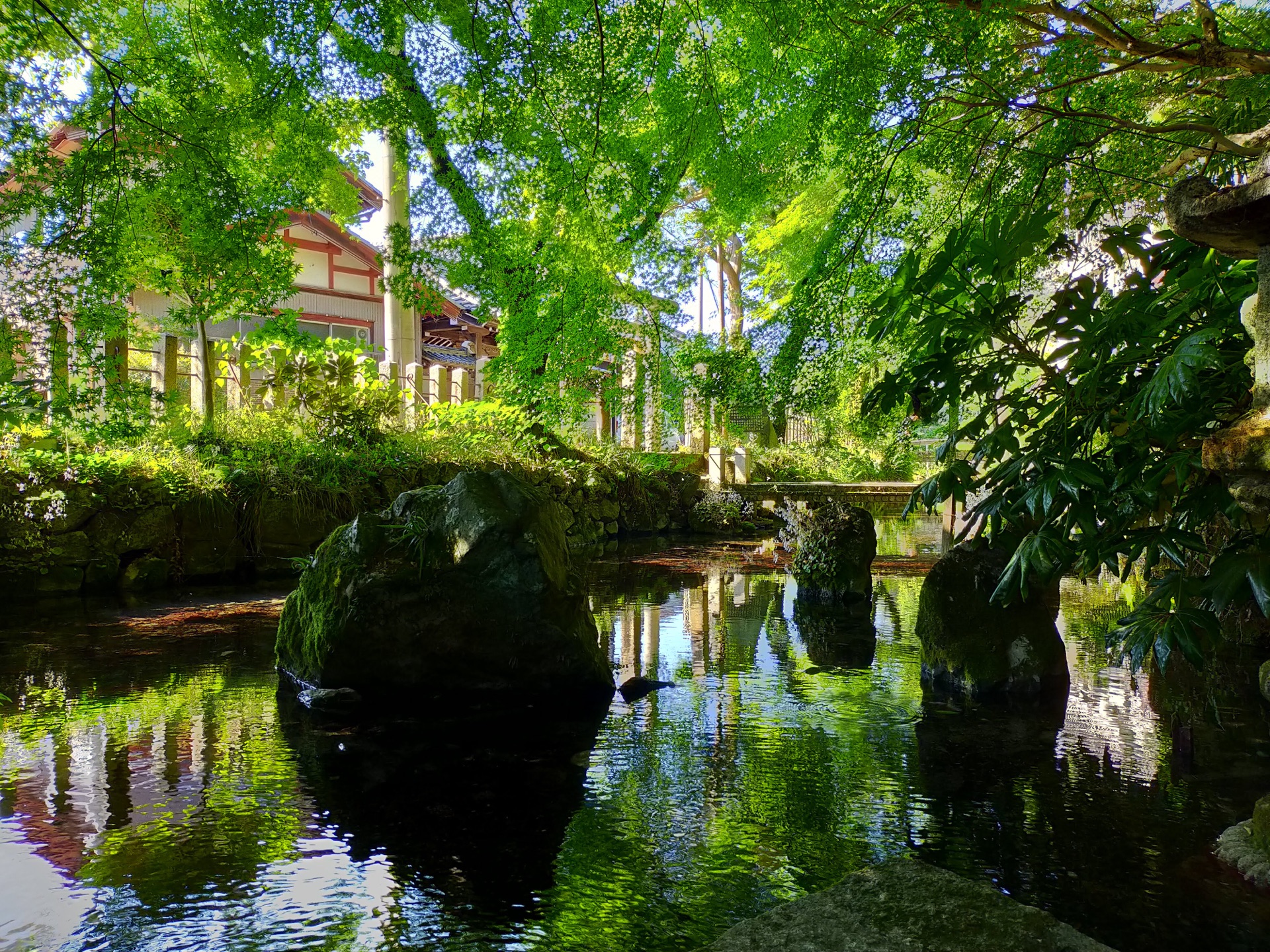 木漏れ日と緑を映す居醒の清水周辺の水面