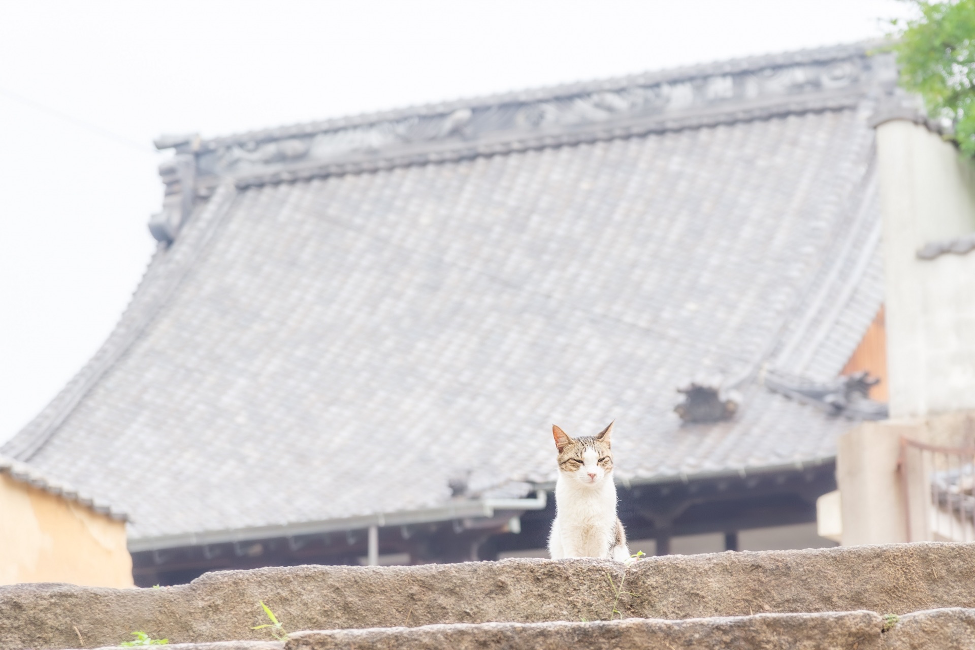 瓦屋根を背景に石垣の上で目を細める猫