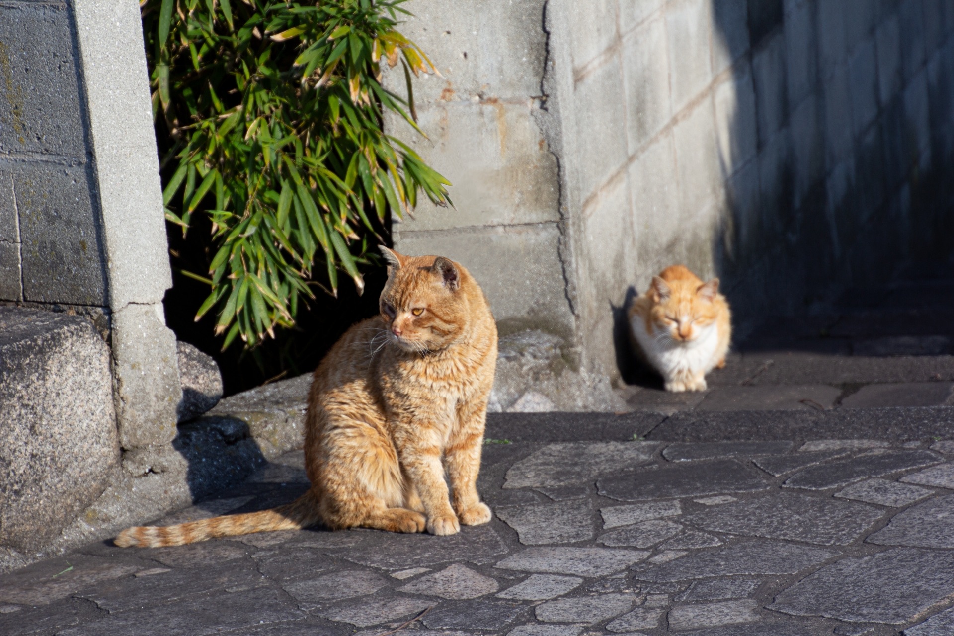 石畳の陽だまりで過ごす二匹の猫